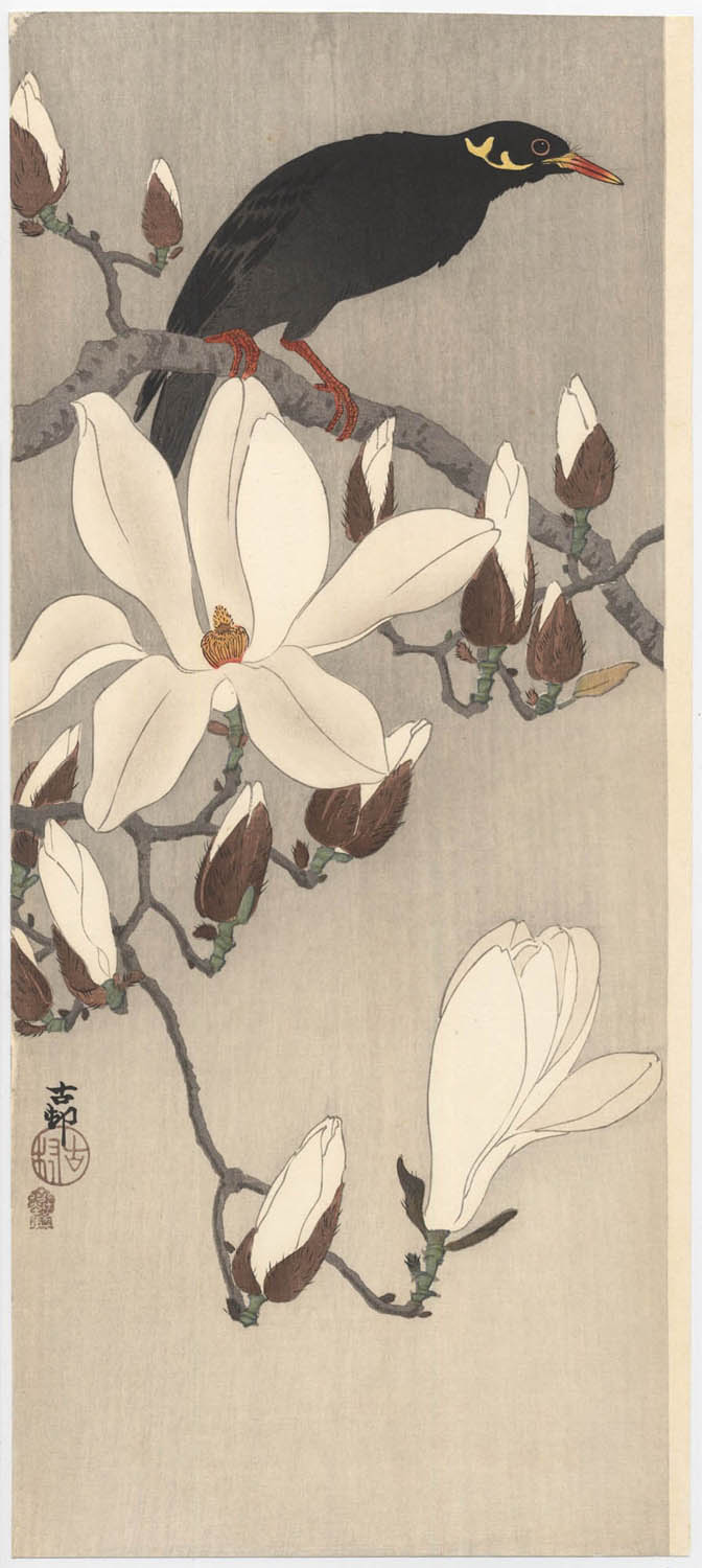KOSON (1877-1945). Myna on magnolia branch KOSON (1877-1945). Myna on magnolia branch