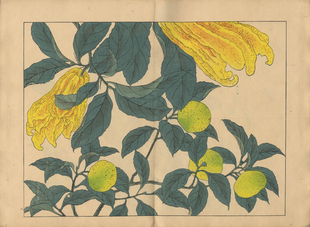 after SAKAI HŌITSU. Shiki no hana. Fuyu after SAKAI HŌITSU. Shiki no hana. Fuyu